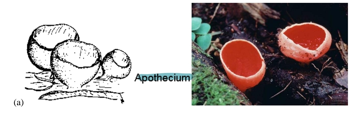 <p>ascocarp - apothecium</p>