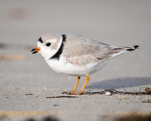 <p>Charadrius melodus</p>