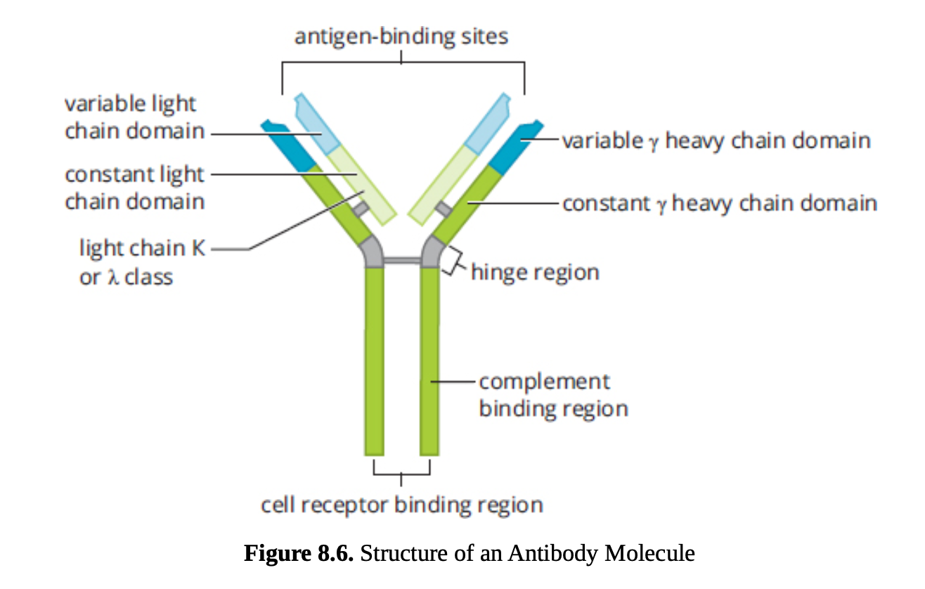 <p>antibodies </p>