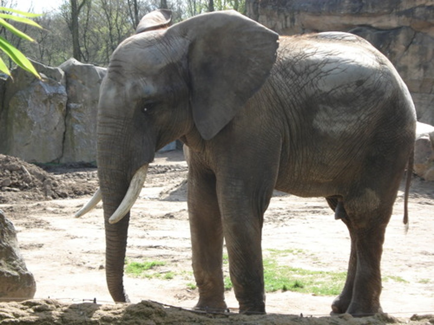 <p>elephant</p>