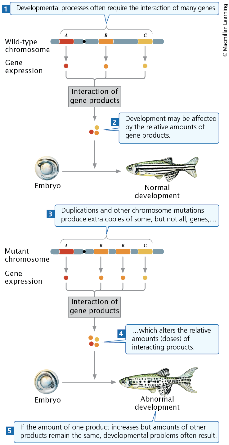 <p>There are too many or too few copies of a gene, which causes the cell to make too much or too little of its protein.</p>