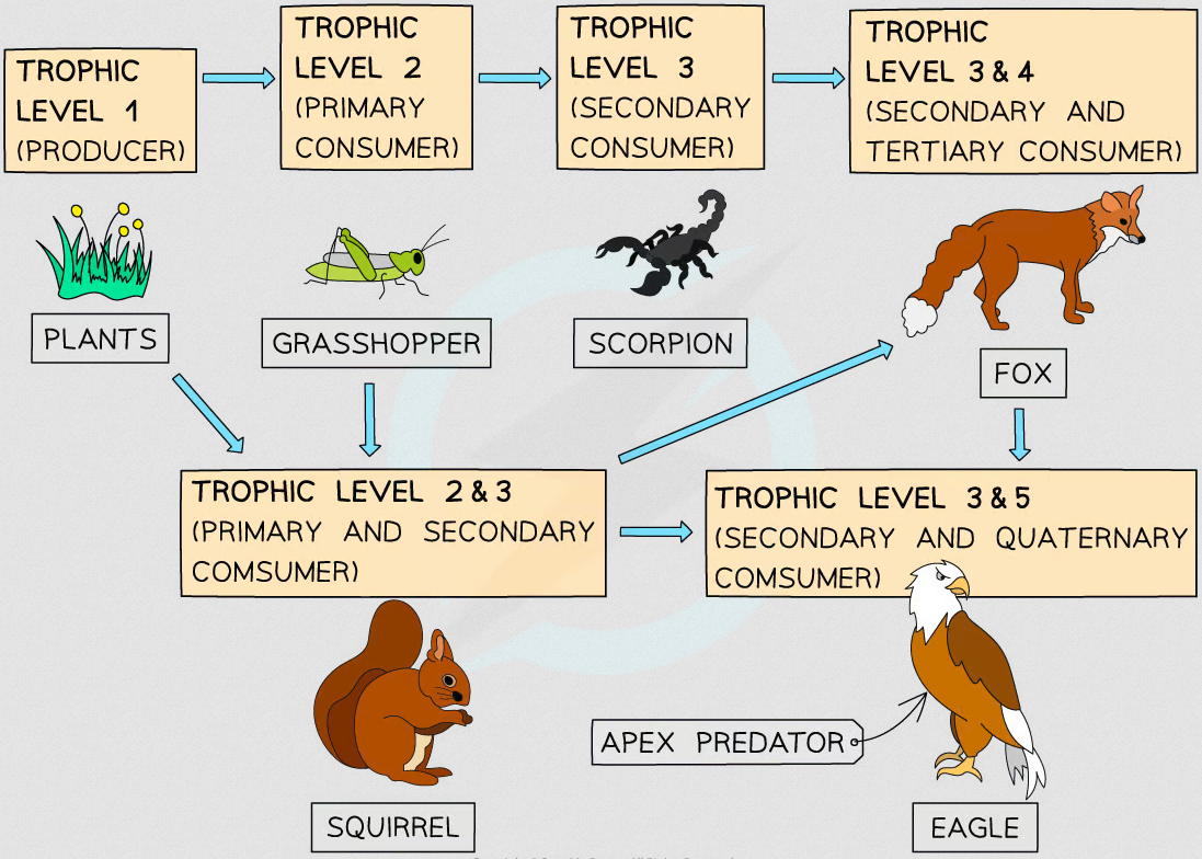 <p>Food web</p>