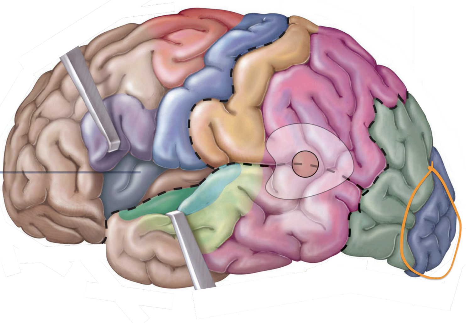 <p>Sensory Areas - <strong>1°visual cortex</strong></p>