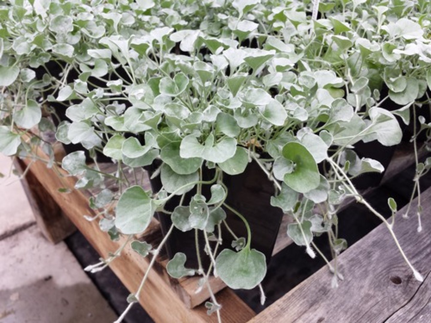<p>Dichondra argentea</p>
