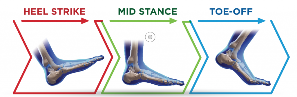 <p>Heel Strike (hälisättning), Midstance (mittstående), Toe Off (tåavveckling)</p>