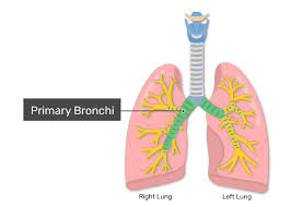 <p>primary bronchi</p>