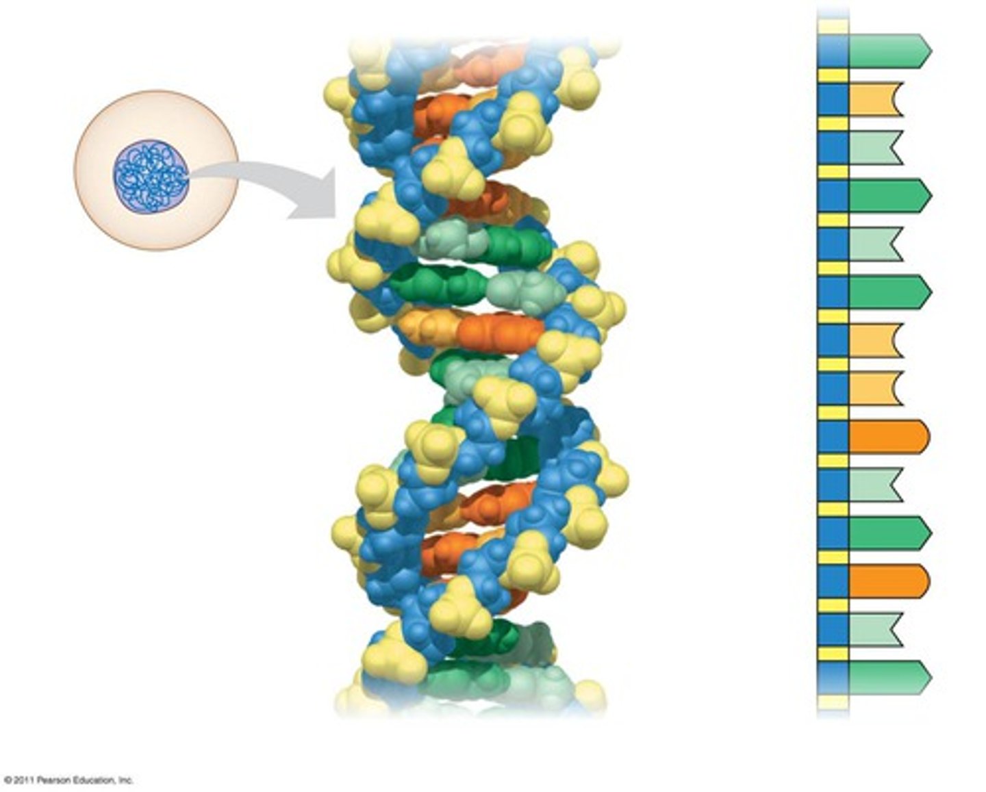 <p>Deoxyribonucleic acid: a long linear polymer found in the nucleus of a cell and formed from nucleotides and shaped like a double helix</p>