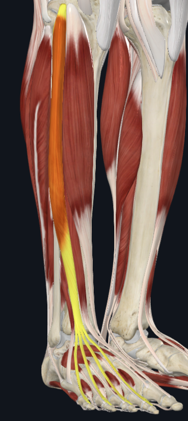 <p>What muscle is this</p>