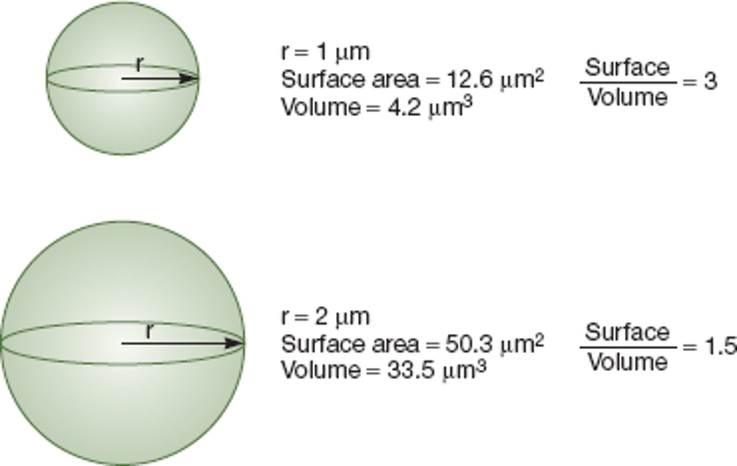 <p>Affects diffusion of nutrients and wastes into and out of cells.</p>