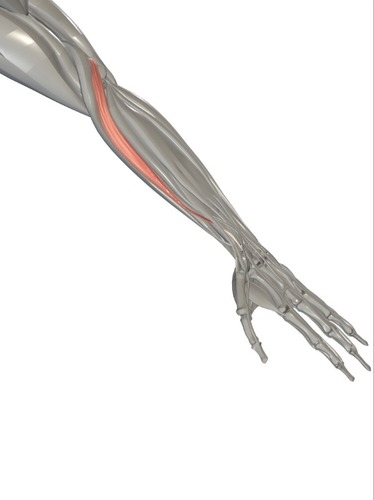 <p>extensor capri radialis longus</p>