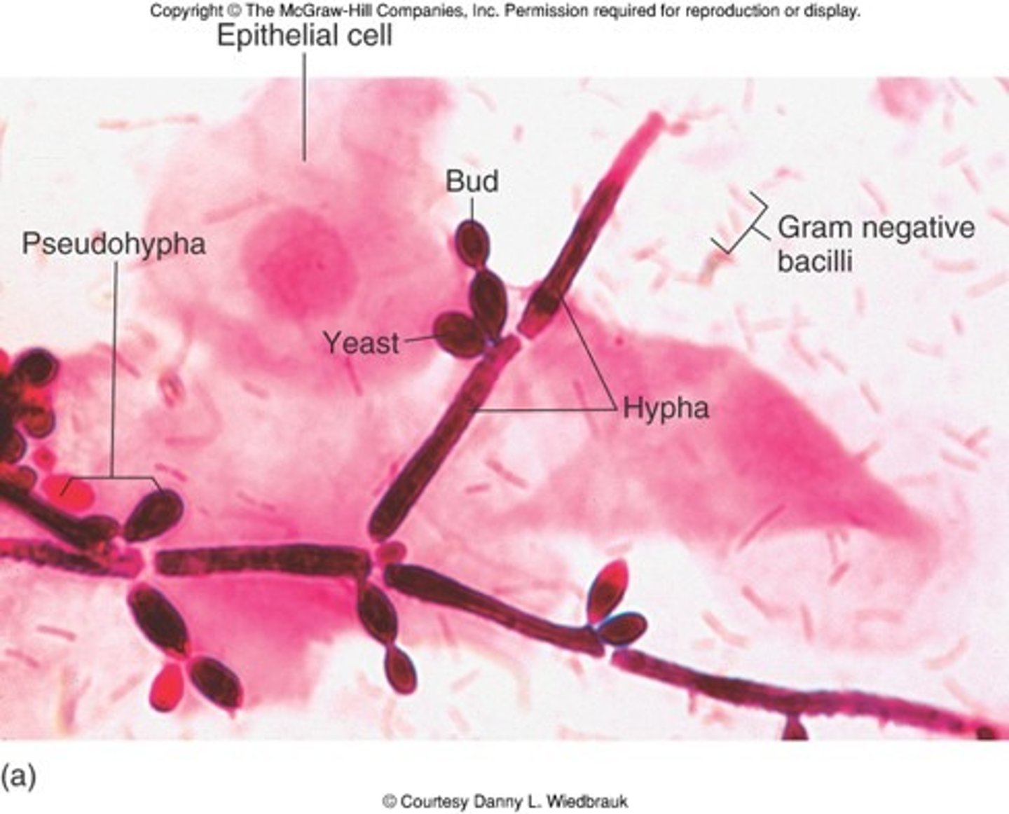 <p>Will demonstrate budding yeast and hyphae</p>