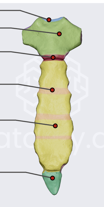 <ul><li><p>manubrium (top green)</p></li><li><p>body (yellow)</p></li><li><p>xiphoid process (bottom green)</p></li></ul><p></p>