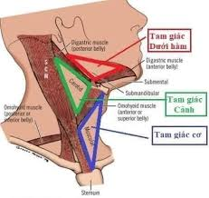 <p>A. Tam giác cơ</p><p><span style="color: purple"><em>(MM giáp dưới, thần kinh thanh quản dưới, khí quản, tuyến giáp và thực quản) </em></span></p>
