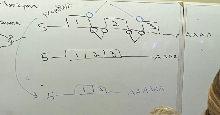 <p>can splice in many different ways, including by cutting out intervening exons between introns. different splicing leads to creation of a protein that is <em>different</em>, but likely has <em>similar</em> functionality to the one produced by the original transcript. not all combos work, so it’s not a random selection. </p>