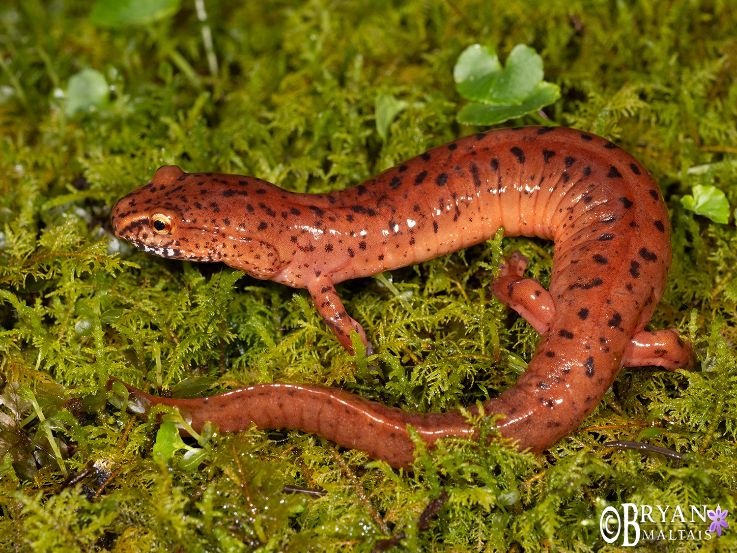 <p>Spring Salamander</p>