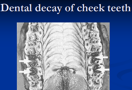 <ul><li><p><span style="background-color: transparent;"><strong>Et:</strong></span></p><ul><li><p><span style="background-color: transparent;"><strong>Points & hooks:</strong> sharp enamel lacerations; float regularly</span></p></li><li><p><span style="background-color: transparent;"><strong>Incisor abnormalities: </strong>retained, fractured, misaligned; extraction or stabilization</span></p></li><li><p><span style="background-color: transparent;"><strong>Canine teeth: </strong>unerupted (irritation), elongated (bit issues); file, extract</span></p></li><li><p><span style="background-color: transparent;"><strong>Wolf teeth:</strong> vestigial premolars; remove</span></p></li><li><p><span style="background-color: transparent;"><strong><u>Retained Premolar caps</u>: </strong></span><span style="background-color: transparent; color: red;"><strong>impaction/infection</strong></span><span style="background-color: transparent;"> (apical osteitis); </span><span style="background-color: transparent; color: red;"><strong>remove + antibiotics </strong></span></p></li><li><p><span style="background-color: transparent;"><strong><u>Dental caries/decay:</u> </strong>infundibular defects, pulp exposure, fractures</span></p></li><li><p><span style="background-color: transparent;"><strong>Apical osteitis: </strong><u>infection</u>, sinus, draining tracts; extraction, curettage, antibiotics</span></p></li><li><p><span style="background-color: transparent;"><strong>Malocclusions: </strong></span><span style="background-color: transparent; color: red;"><strong>Wave mouth (older horses), step mouth (missing opposing tooth), shear mouth (angled occlusion, narrow mandible), smooth mouth (aged, worn down); diastema, spaces between teeth that trap feed</strong></span></p></li><li><p><span style="background-color: transparent;"><strong>Periodontal dz:</strong> malocclusion/diastema, gingivitis, bone loss, tooth loss</span></p></li></ul></li><li><p><span style="background-color: transparent;"><strong>Cs: </strong>Weight loss,</span><span style="background-color: transparent; color: rgb(0, 0, 0);"> <u>quidding, reluctance to eat, </u>bitting problems, tilting head, <u>drooling, </u>bloody saliva, halitosis, <u>unilateral malodorous nasal discharge</u></span></p></li><li><p><span style="background-color: transparent;"><strong>Tx: </strong>sinus trephination, buccotomy, repulsion, intraoral tooth extraction</span></p></li></ul><p></p>