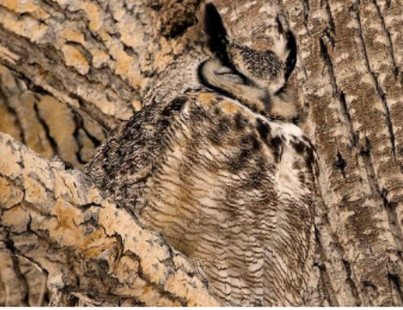 <p><span style="background-color: transparent;"><span>Both predators and prey do this</span></span></p><p><span><span>Ex.</span></span><span style="background-color: transparent;"><span> Owl</span></span></p>