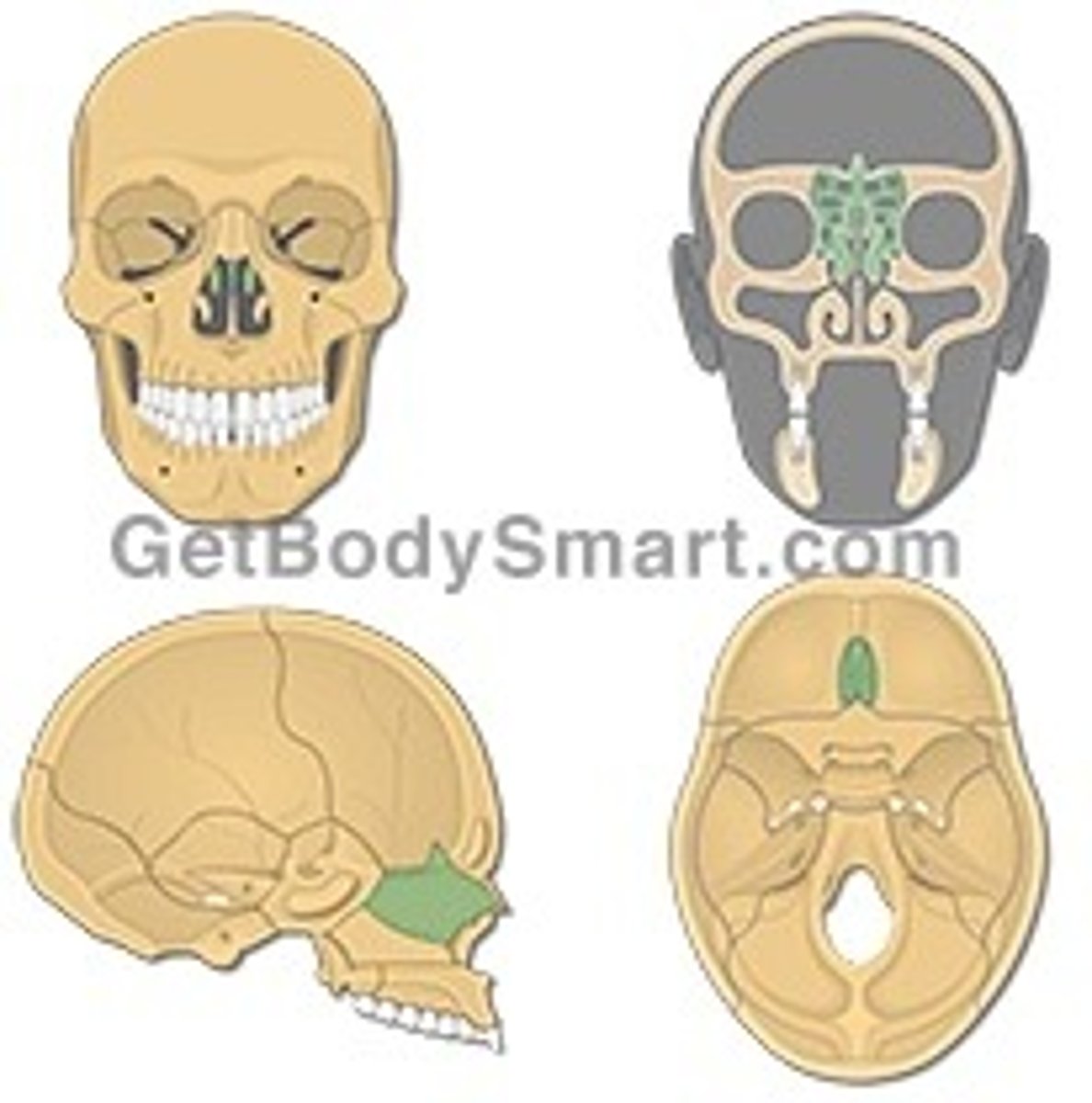 <p>Name this bone.</p>