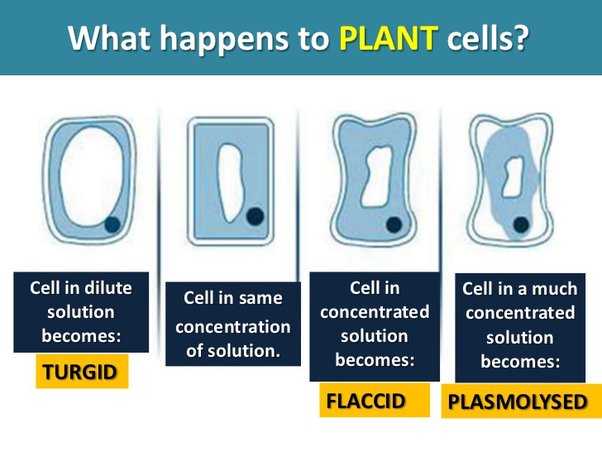 <ul><li><p><strong><span>There will be a higher water potential inside the cell than outside and therefore water will mve out of the cell</span></strong></p></li><li><p><strong><span>As the water moves out cells becomes flaccid (shrinks)&nbsp;</span></strong></p></li><li><p><strong><span>A plant cell can become plasmolyzed if too much water is lost, this is when the cytoplasm shrinks due to the loss of water but the cell wall fails to shrink due to its tough structure&nbsp;</span></strong></p></li><li><p><strong><span>The cytoplasm eventually tears away from the cell wall</span></strong></p></li></ul>