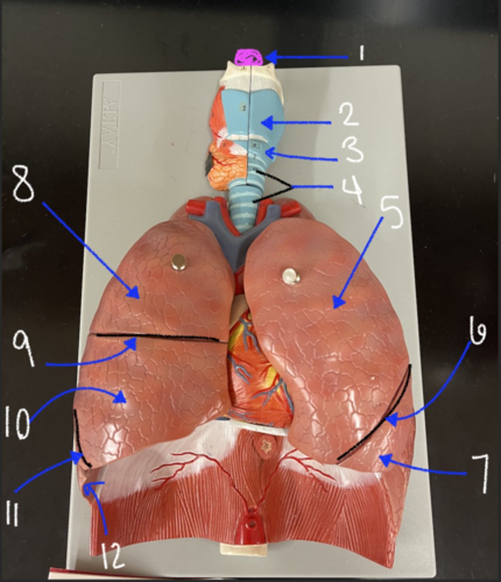 <p>what is structure 6</p>