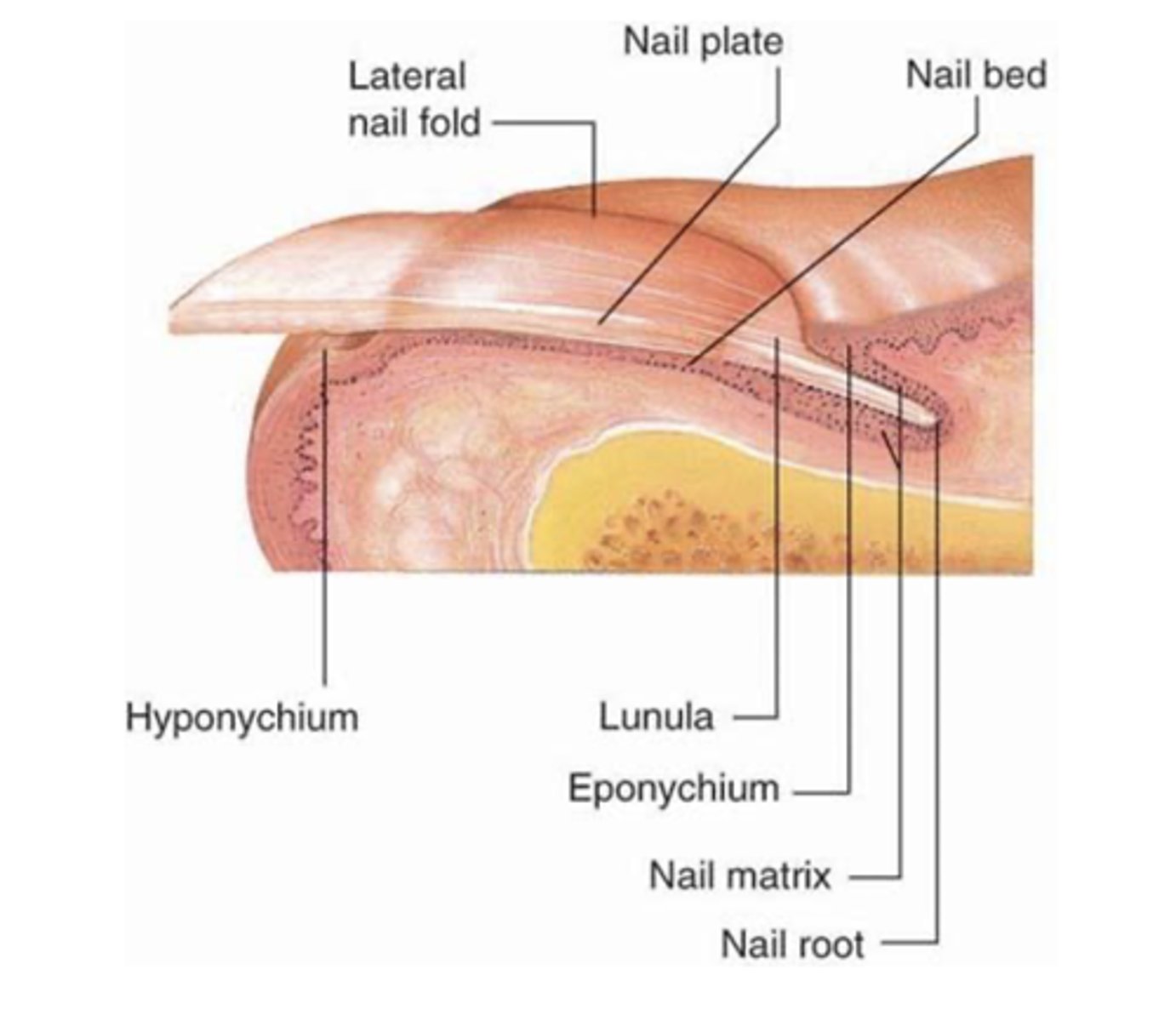 <p>hardened keratin</p><p>grows at varying rates (fingernails grow faster than toenails)</p><p>transparent</p>