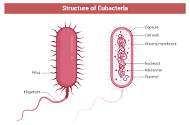 <p>What are the characteristics of Bacteria(Eubacteria)?</p>
