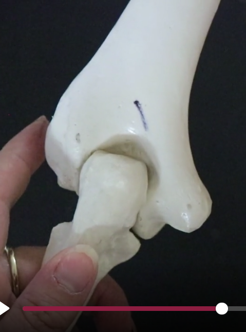 <p>Humerus - olecranon (elbow) fossa of the humerus</p>