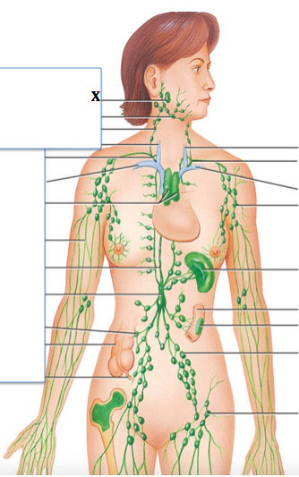 <p>Identify the structure labeled with "<strong>X</strong>"</p>