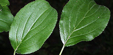term image