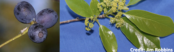 <p>Family<br>Genus<br>Species<br>Common Name</p>