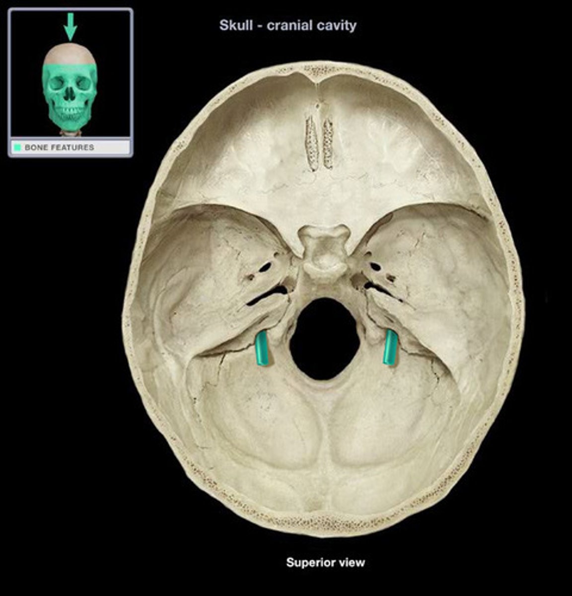 <p>formed between the occipital bone and the petrous part of the temporal bone</p>