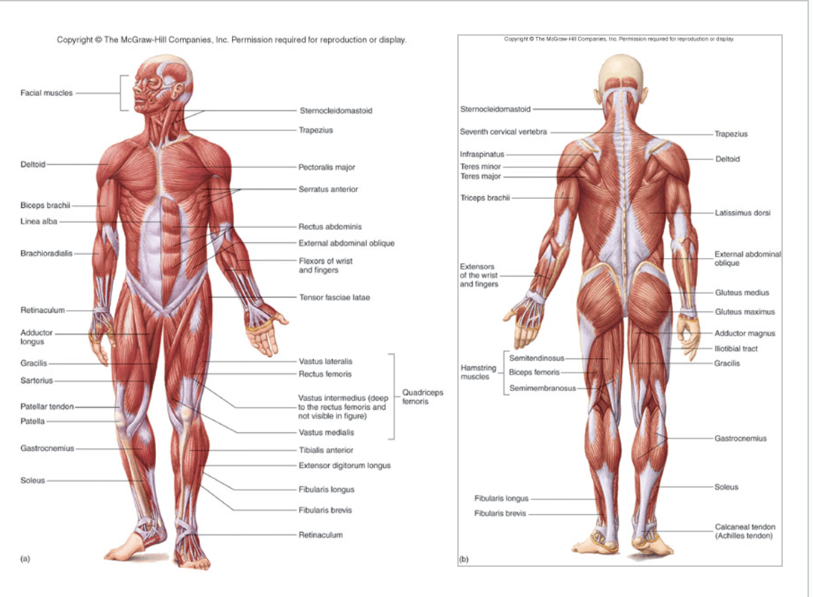 <ul><li><p>MEMORIZE THEM</p></li><li><p>ANATOMY</p></li><li><p>LOOK AT THEM</p></li></ul>