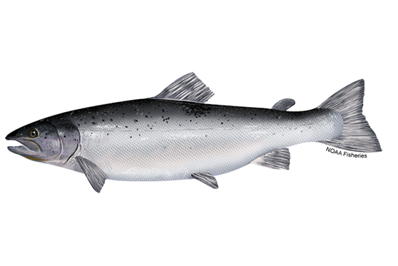 <p>Atlantic Salmon</p>
