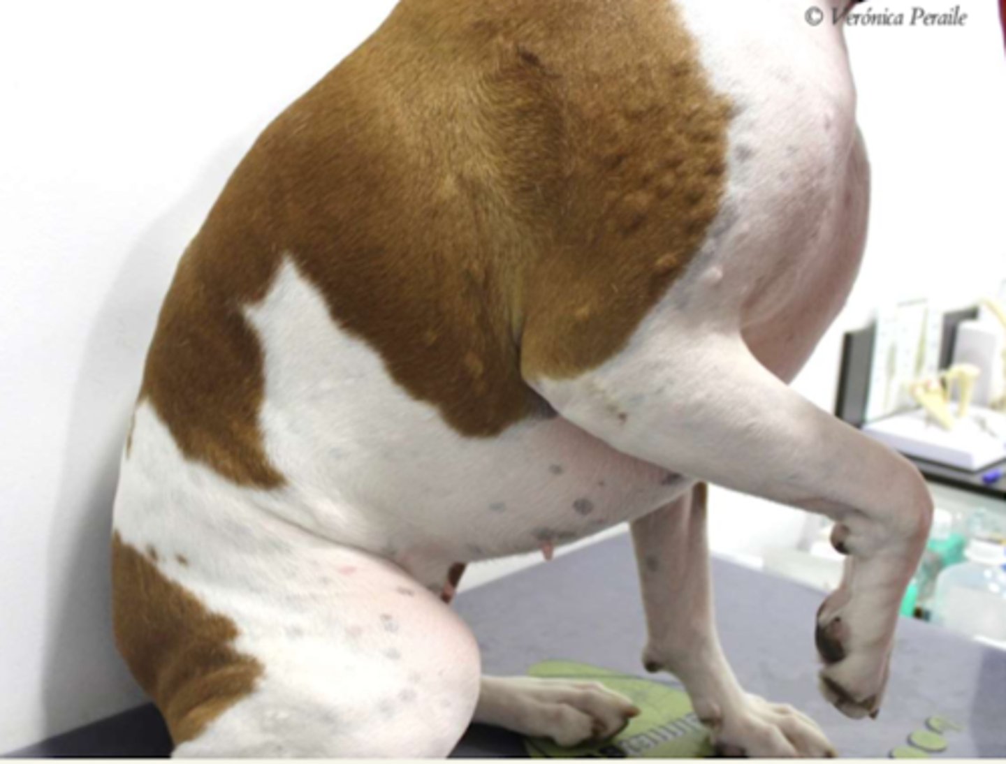 <p>¿lesión?</p><p>¿primaria o secundaria?</p>