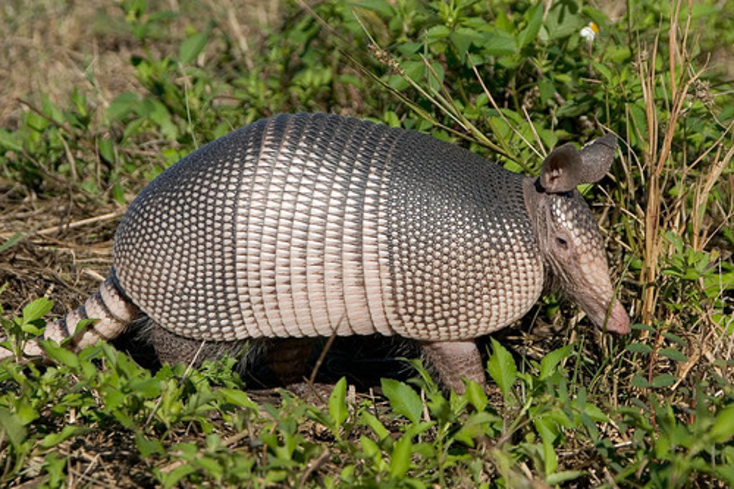 <p>Nine-banded Armadillo</p>