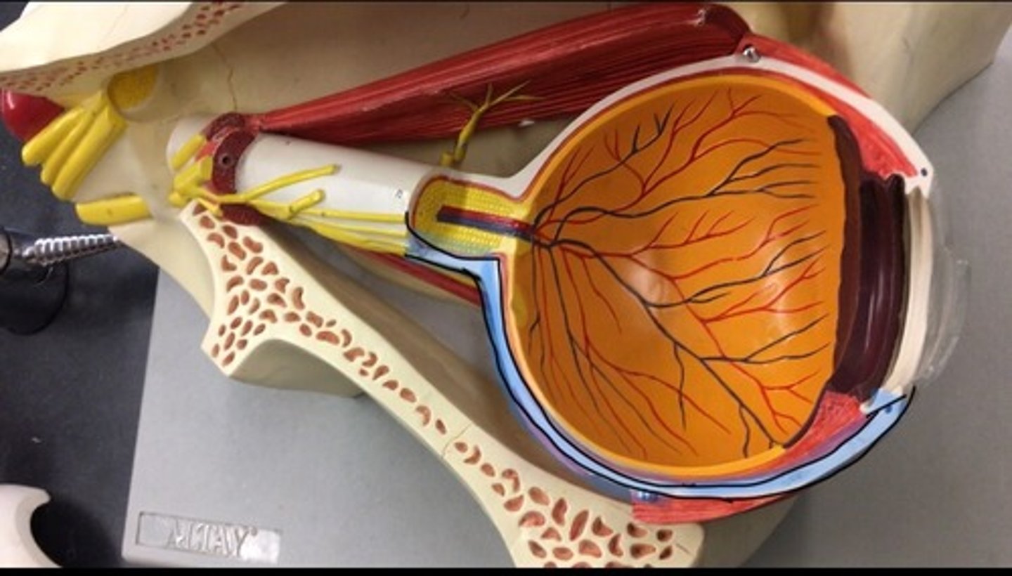 <p>the outermost layer of the eye, the white layer on the outside.</p>