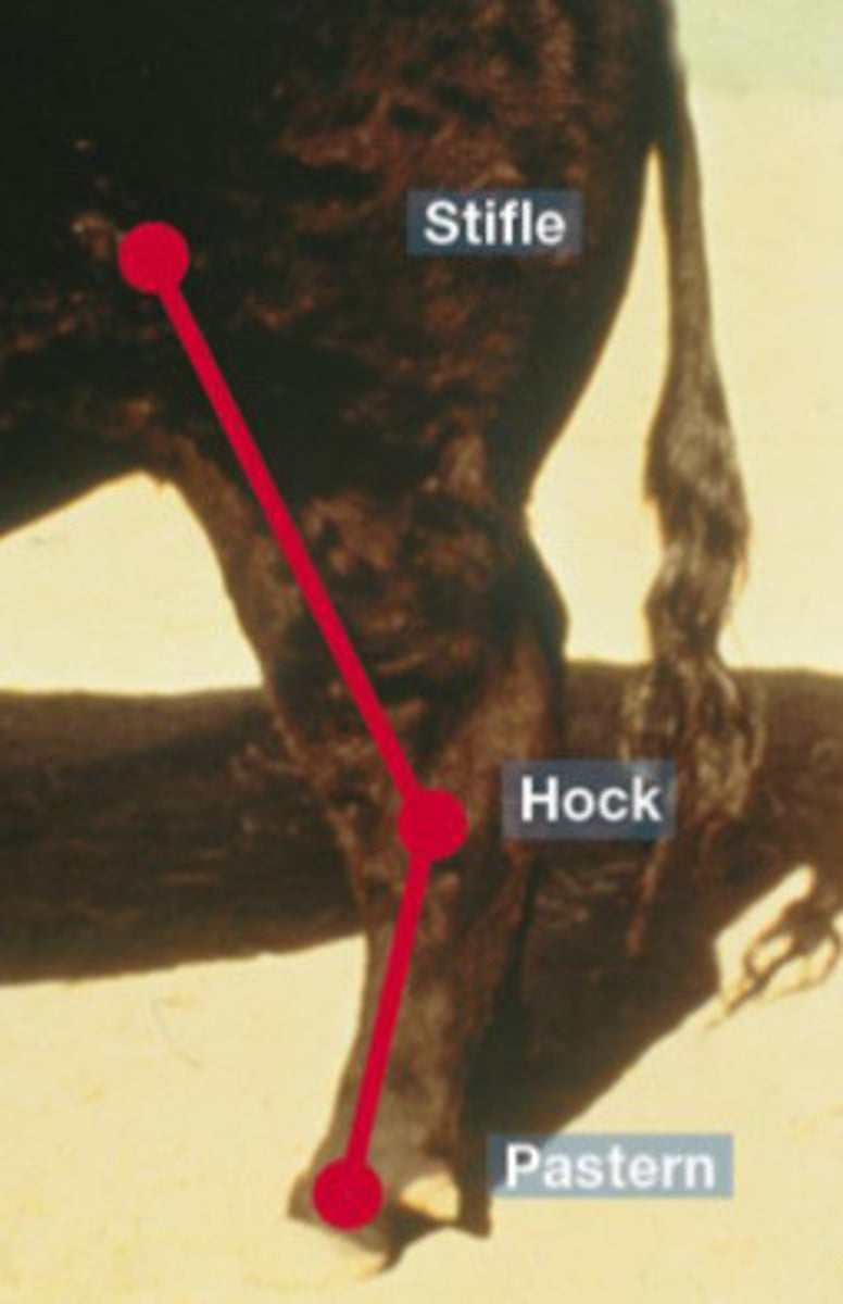 <p>What is the term for this hock angle?</p>
