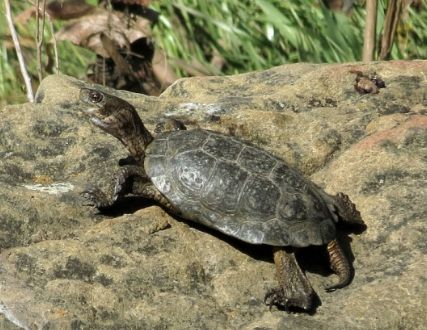 range in americas, europe, africa and asia; western pond turtle