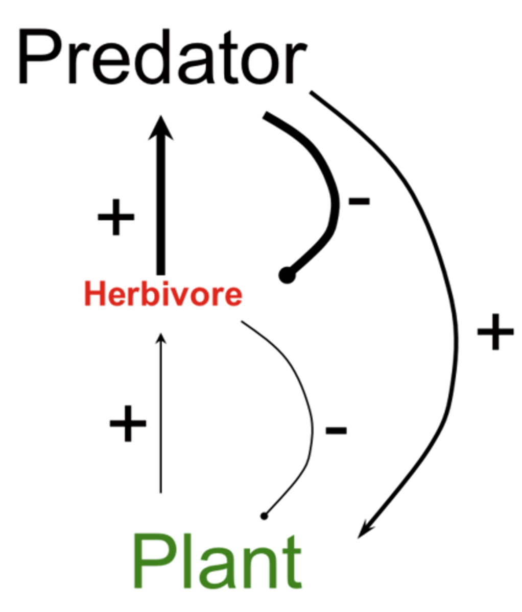 <p>the transfer of energy through an ecosystem as a result of food chains, at each level some energy is lost</p>