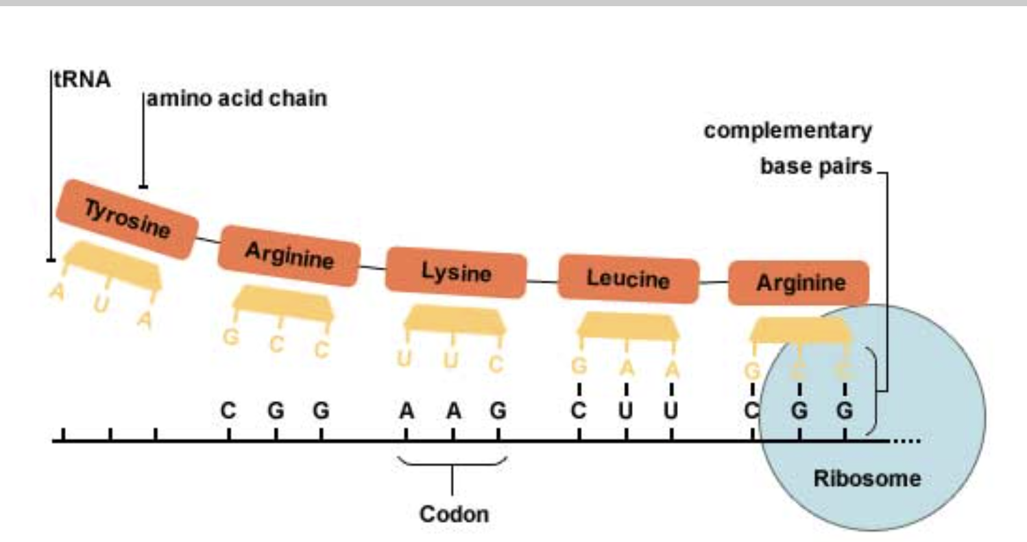 <p><span>What process is occurring in this photo?</span></p><p><span>Transcription</span></p><p><span>DNA unwinding</span></p><p><span>Translation</span></p><p><span>Transfer RNA is creating bases</span></p>