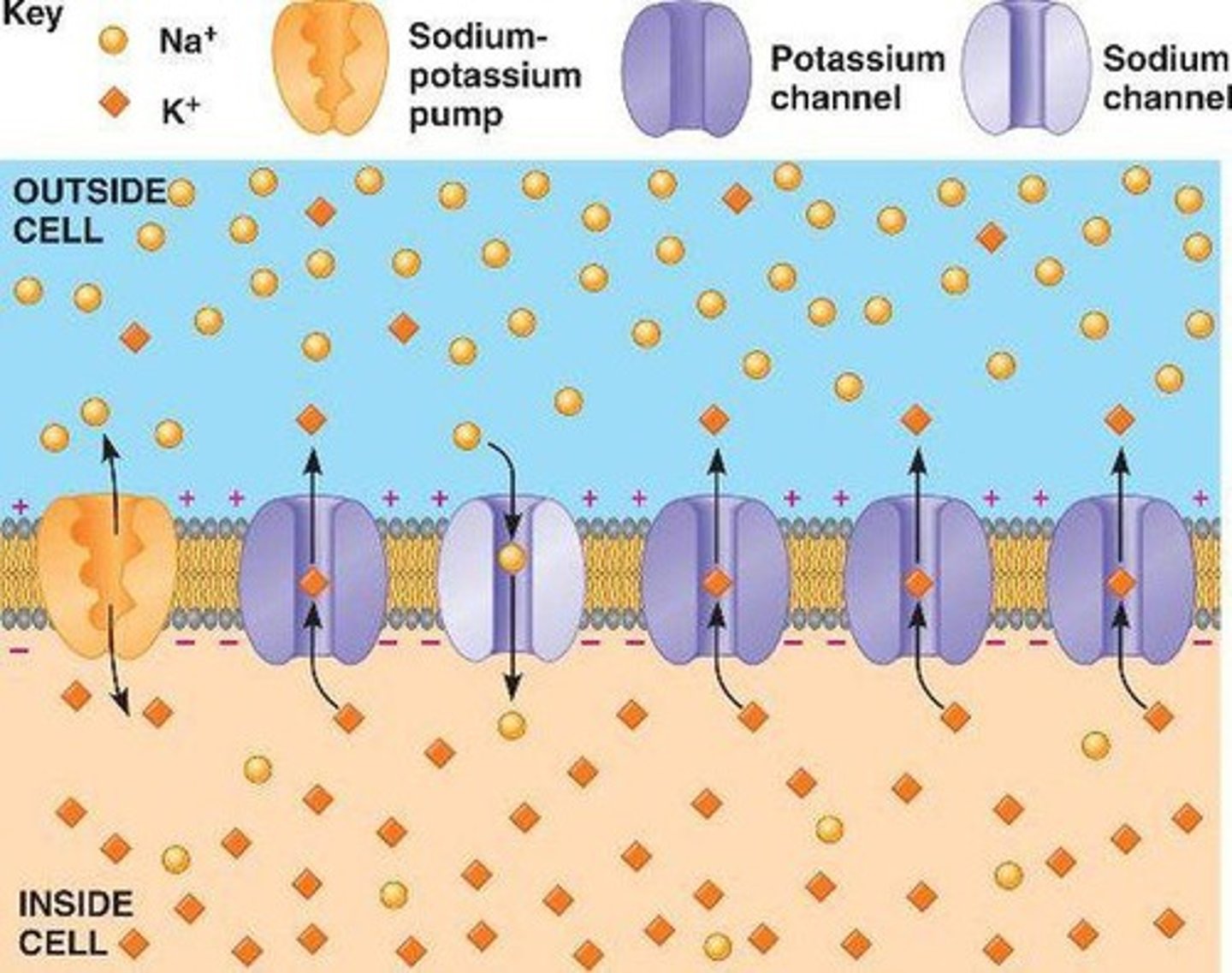 <p>To move Na+ ions outside the cell and K+ ions inside, maintaining the resting membrane potential.</p>