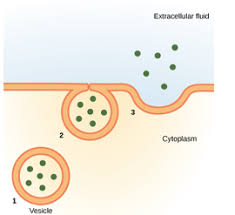 <p><span>the process by which the cell gets rid of particles or substances. The particles contained in a vesicle move to the plasma membrane, fuse with it and then it expels its contents into the environment of the cell.</span></p>