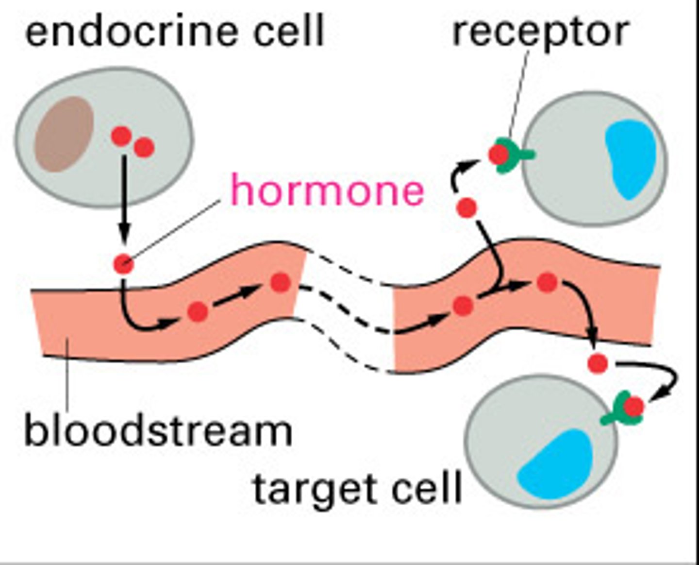 <p>Secretes hormones into the bloodstream</p>