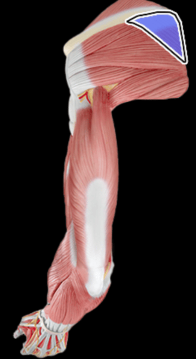 <p>What Muscle Is Highlighted?</p>