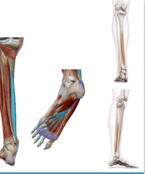 <p><span><span>M. Flexor Digitorum Longus</span></span></p>