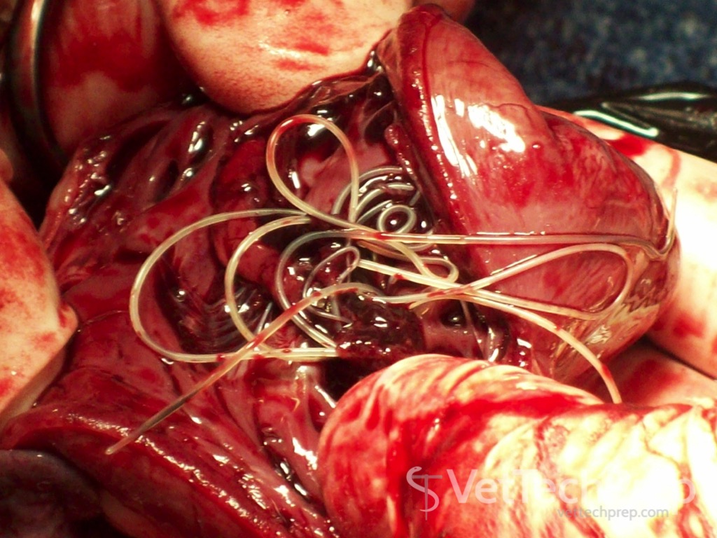 <p>what parasite is this?</p><p>where is it primarily found?</p>