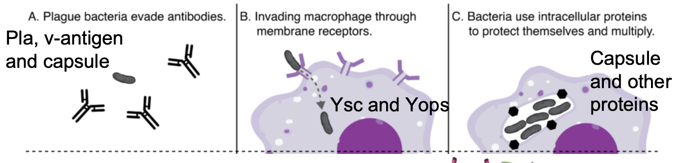 <p>macrophages, intracellular proteins</p>