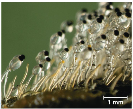 <p>Mucoromycetes/Zygomycetes;</p><p>grows on animal dung</p><p>aims spores toward light</p><p>grazing animals ingest spores with grass, and thus are spread through their feces</p>