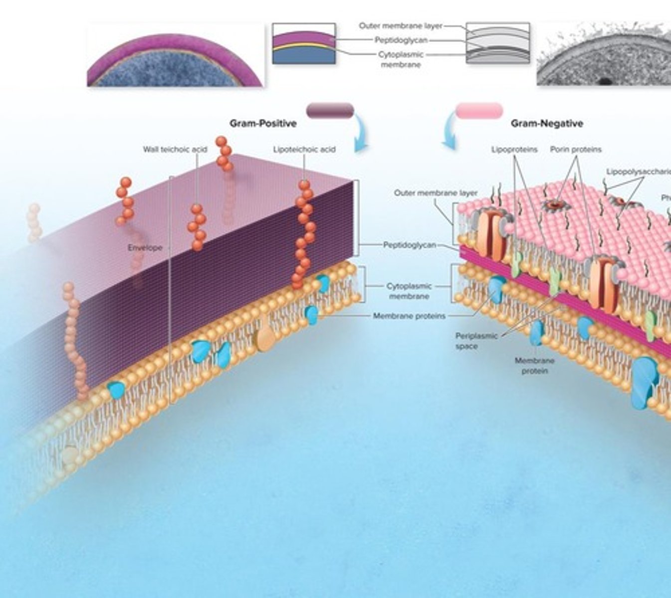 <p>Bacteria with a thick peptidoglycan layer (20-80 nm) and no outer membrane.</p>