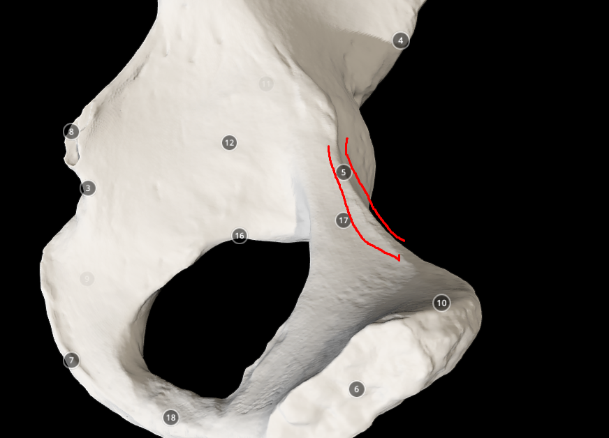 <p>pectineal line - ridge like structure on the thinnest part </p>